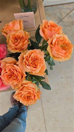 <h4>R Gr Exotic Orange</h4>