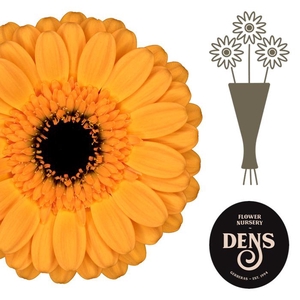 Germini Tweety Water