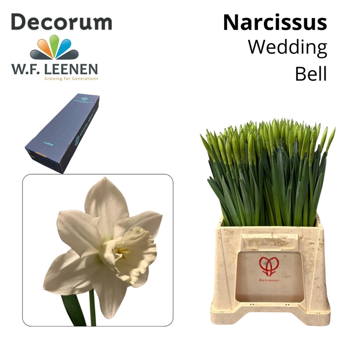 <h4>Narcissus Wedding Bell Large Box 300</h4>