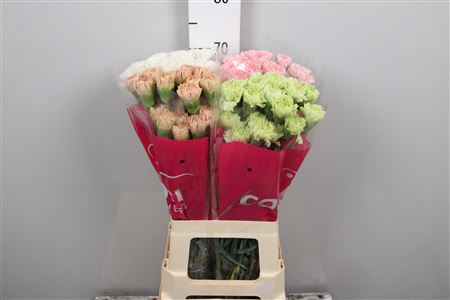 <h4>Di St Gemengd Light Colors</h4>