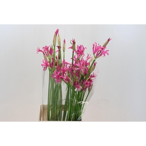 Nerine Alexandra