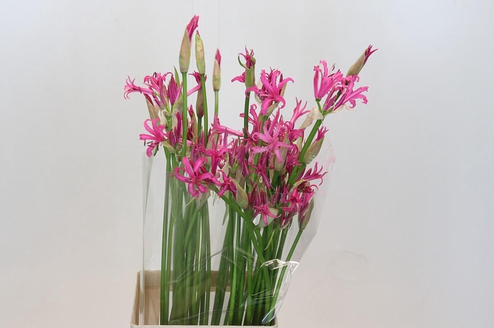 <h4>Nerine Alexandra</h4>