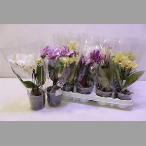 Phal Gem 4 Kl