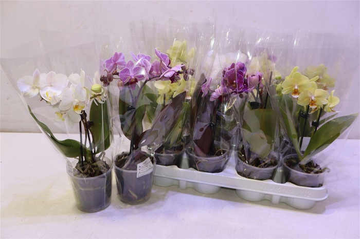 <h4>Phal Gem 4 Kl</h4>