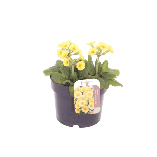 <h4>Primula elatior Veristar Lemon</h4>
