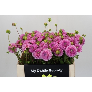 Dahlia Stolze von Berlin