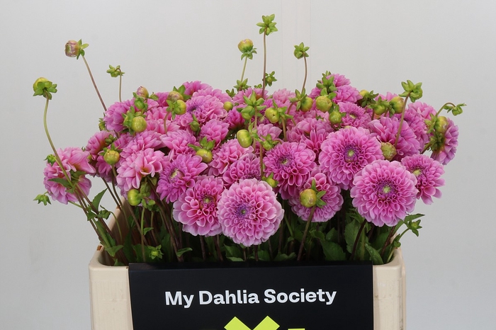 Dahlia Stolze von Berlin