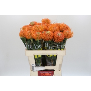 Nutans Ayoba Peach
