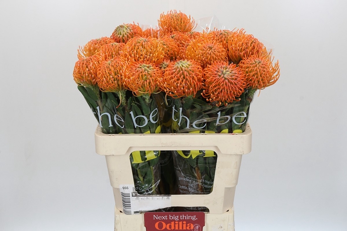 <h4>Nutans Ayoba Peach</h4>