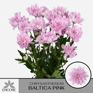 CHR T BALTICA PINK