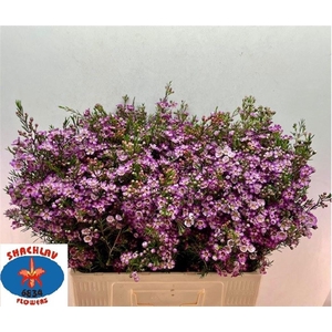 CHAME UN PURPLE PRID