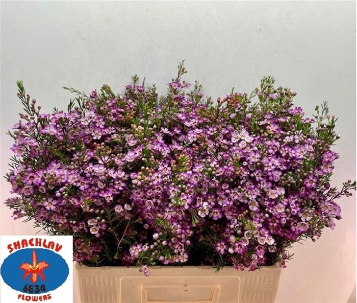 <h4>CHAME UN PURPLE PRID</h4>