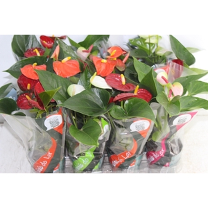 ANTHURIUM VARIADO P09