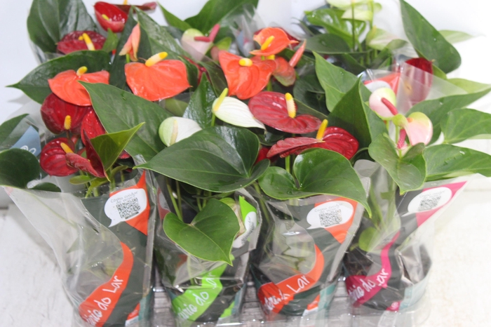 <h4>ANTHURIUM VARIADO P09</h4>