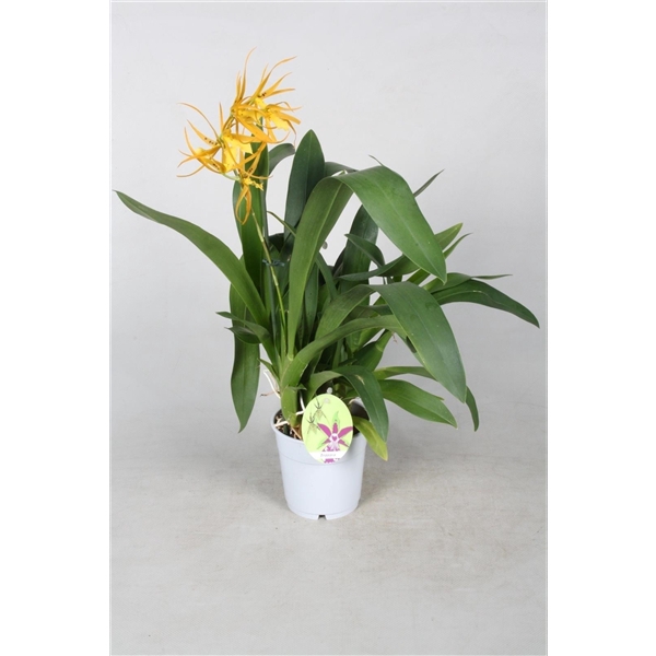 <h4>Brassia 'Orange Delight' 1 tak 12 cm</h4>