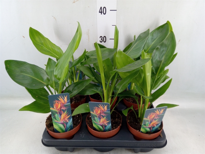 <h4>Strelitzia reg.   ...no flowers</h4>