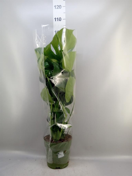 <h4>Monstera delic.</h4>