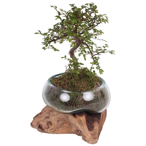 Bonsai S-Shape mixed ø15 in Hand-blown molten Glass on Wood ø21