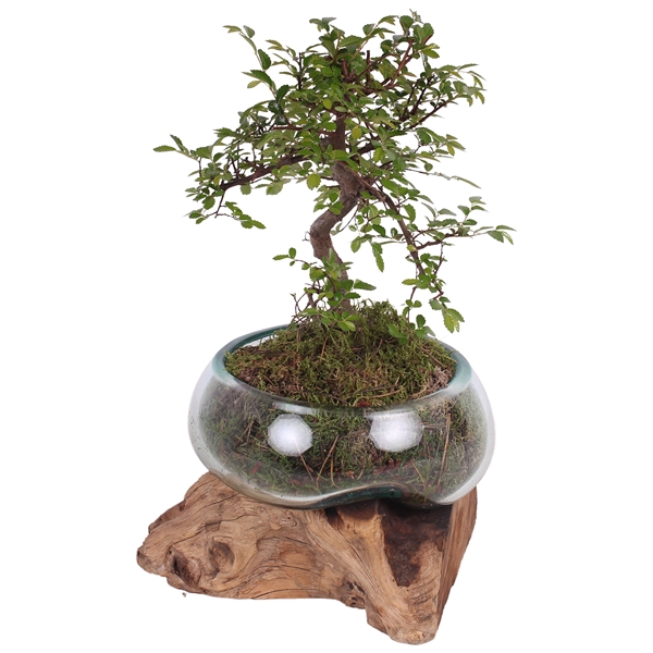 <h4>Bonsai S-Shape mixed ø15 in Hand-blown molten Glass on Wood ø21</h4>