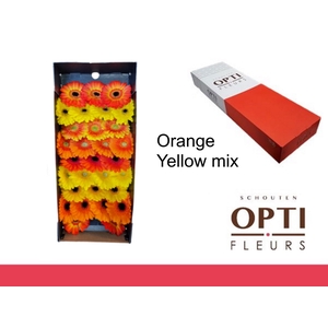 Germini Mix Orange - Yellow Doos