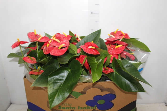 <h4>ANTHURIUM ROYAL CHAMPION P15</h4>