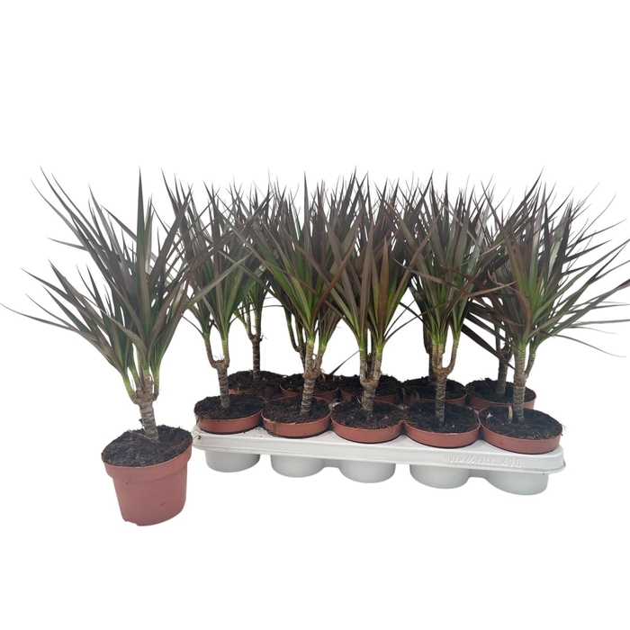 <h4>DRA MARG MAGENTA</h4>