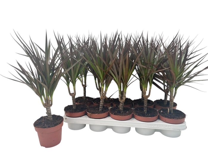 <h4>DRA MARG MAGENTA</h4>