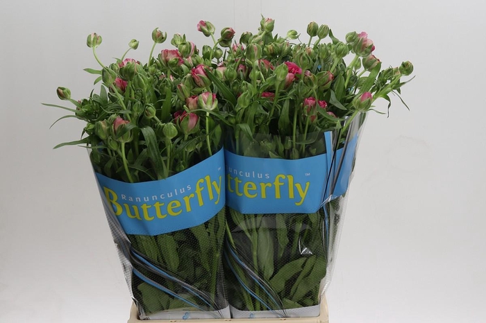 <h4>Ranunculus Butterfly Jupiter</h4>