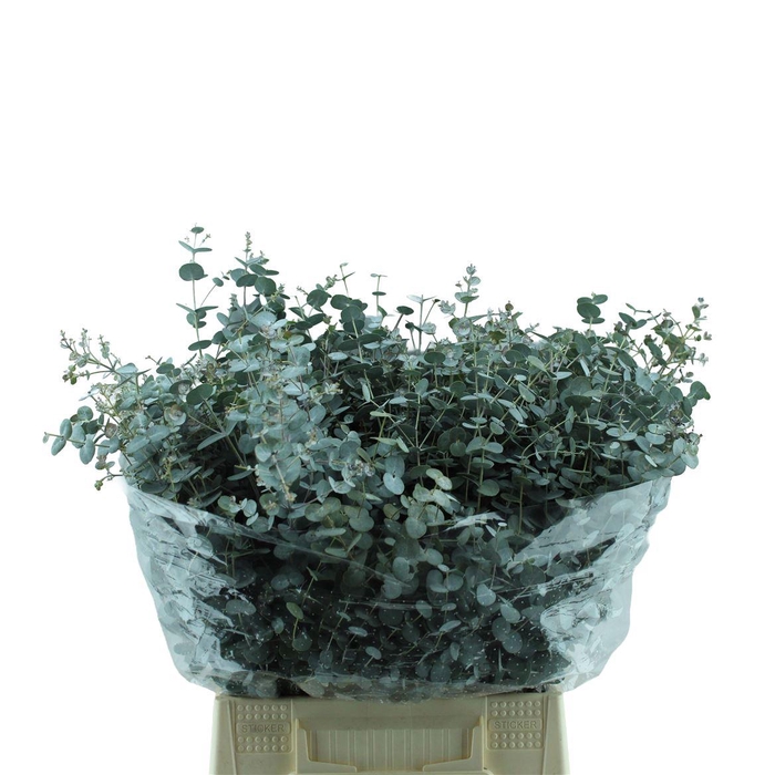 <h4>Gunnii Kort</h4>