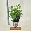 Viburnum tinus