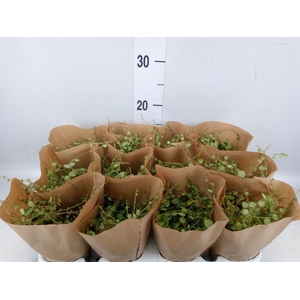Peperomia pros.