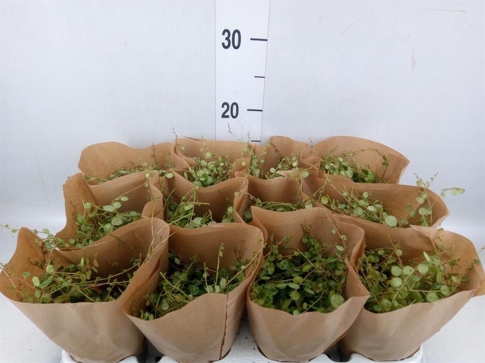<h4>Peperomia pros.</h4>