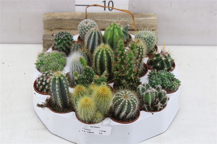 Cactus Gemengd Rondella