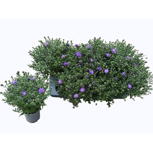 ASTER NB HENR I BLUE