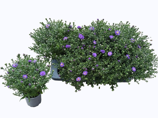 <h4>ASTER NB HENR I BLUE</h4>