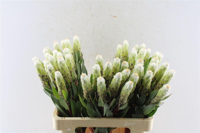 <h4>Protea Mundi</h4>