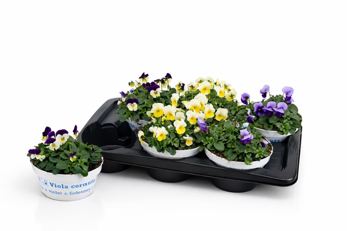 <h4>VIO CO EM GEM</h4>