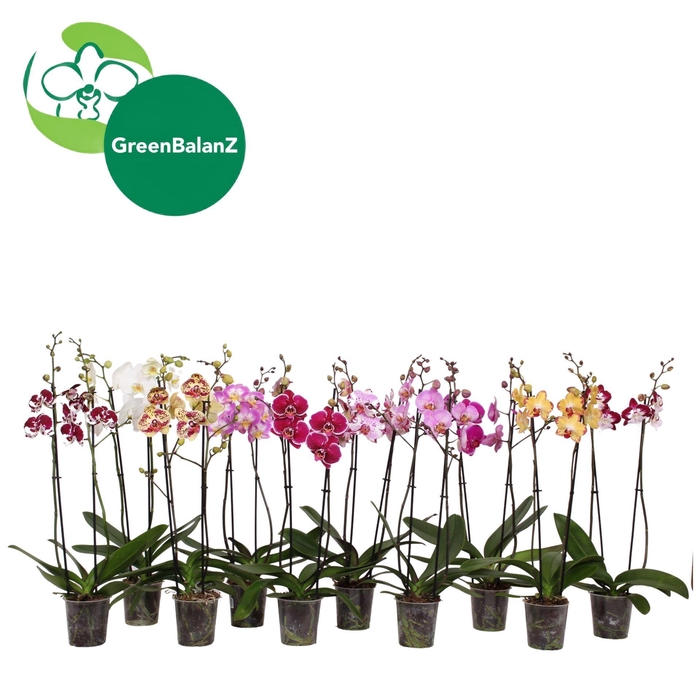 <h4>Phalaenopsis   ...mix</h4>