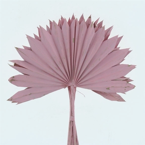 Dried Palm Sun Light Pink