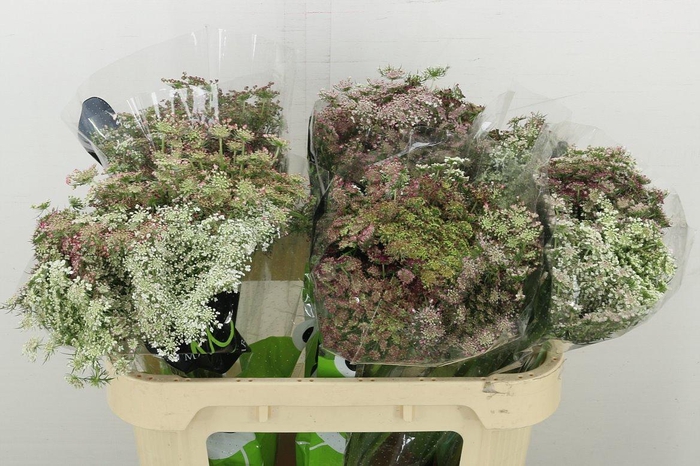 <h4>Daucus Carota Dara</h4>