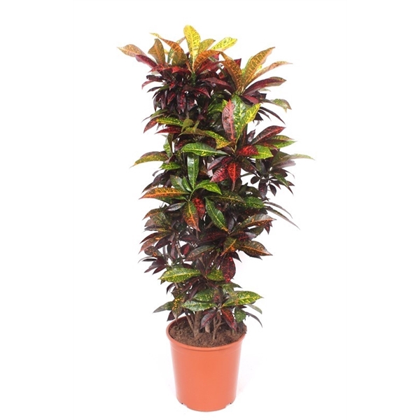 <h4>Codiaeum Freckles (Croton Freckles)</h4>