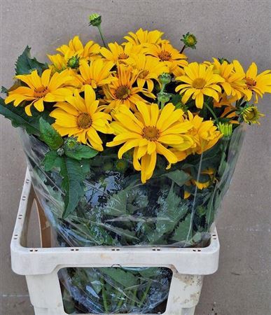 <h4>Heliopsis Scabra</h4>