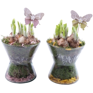 Bulbs Arr. Narcis Glass Hourglass Ø16cm