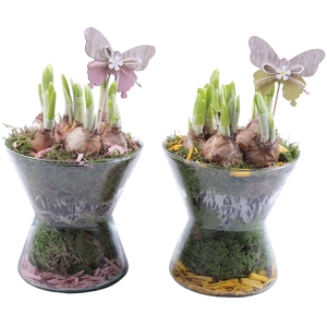 Bulbs Arr. Narcis Glass Hourglass Ø16cm