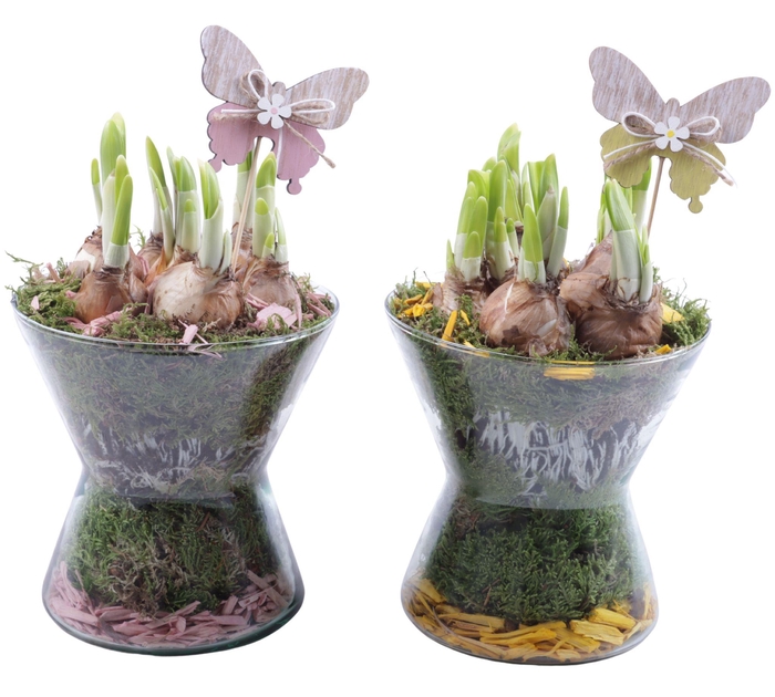 <h4>Bulbs Arr. Narcis Glass Hourglass Ø16cm</h4>