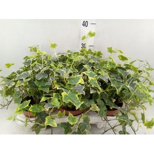 Hedera helix   ...mix varie yello