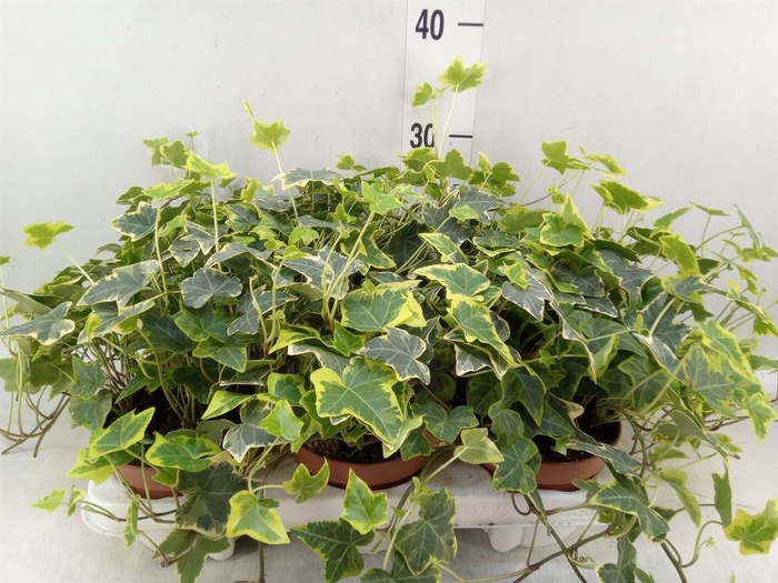 <h4>Hedera helix   ...mix varie yello</h4>