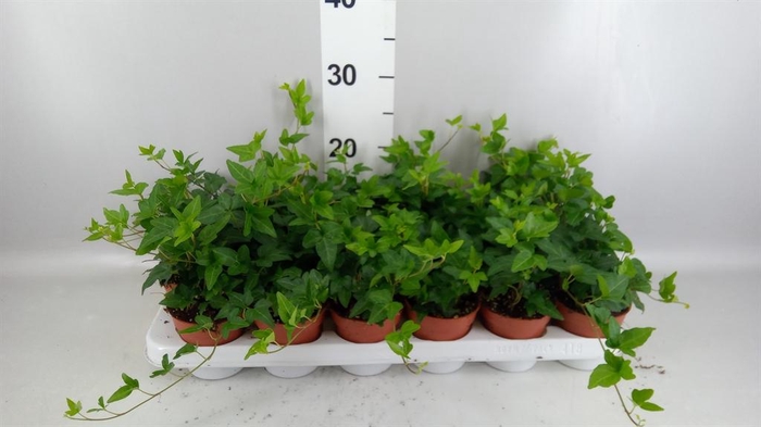 <h4>Hedera   ...green leafed</h4>