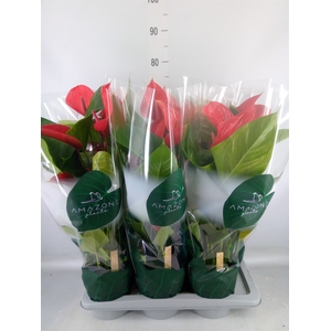 Anthurium andr. 'Melodia Ibis'