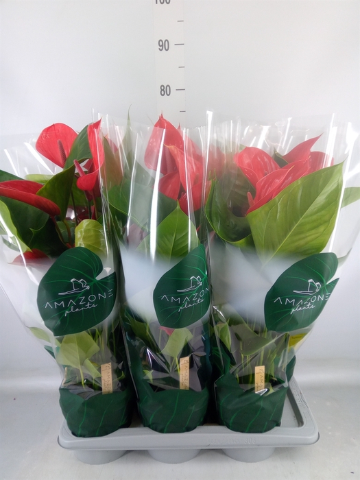 <h4>Anthurium andr. 'Melodia Ibis'</h4>